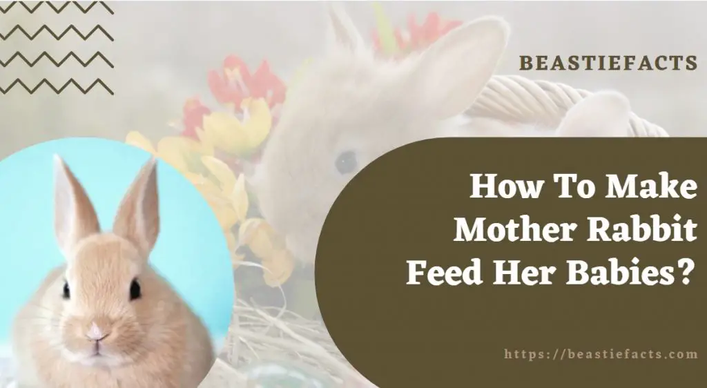How To Make Mother Rabbit Feed Her Babies?