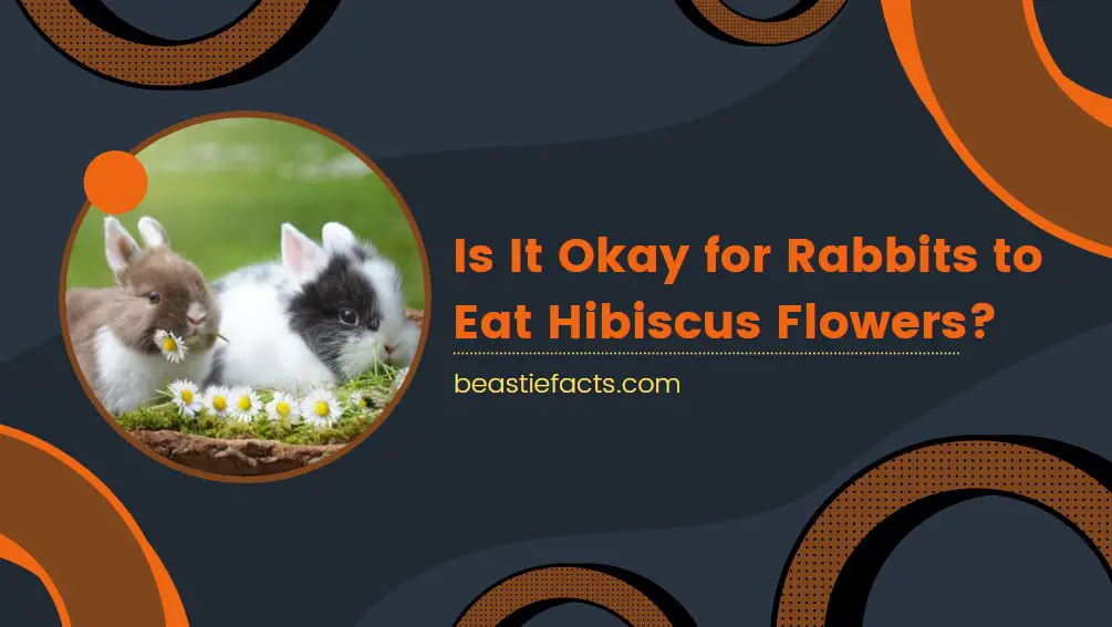 Is It Okay for Rabbits to Eat Hibiscus Flowers?
