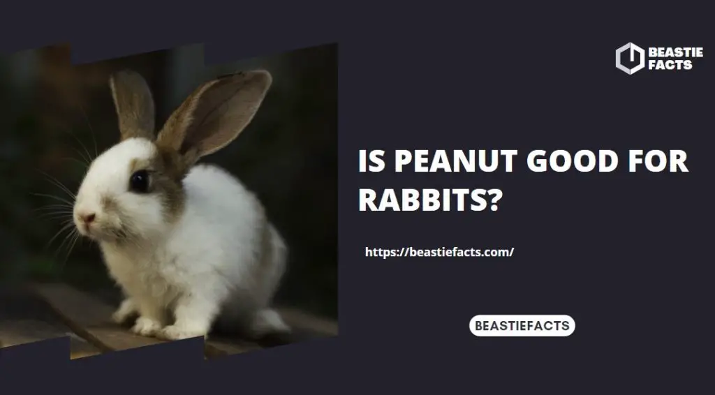 Is Peanut Good for Rabbits?