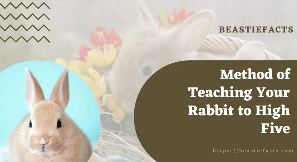 Method of Teaching Your Rabbit to High Five