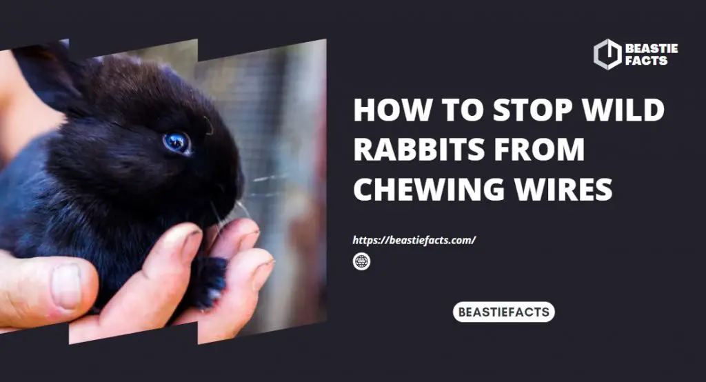 How to Stop Wild Rabbits from Chewing Wires