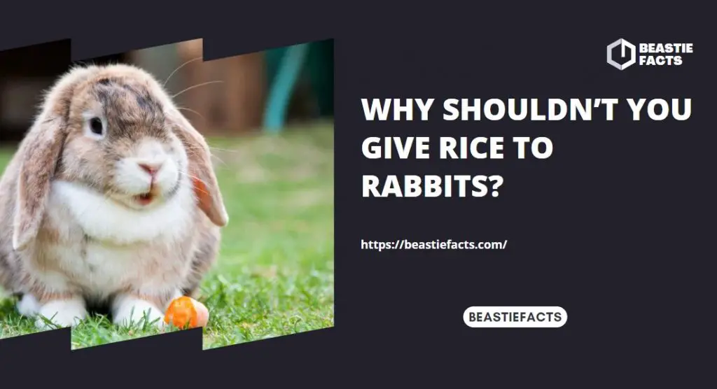 Why Shouldn’t You Give Rice to Rabbits?
