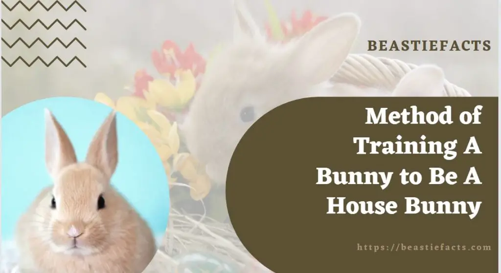 Method of Training A Bunny to Be A House Bunny