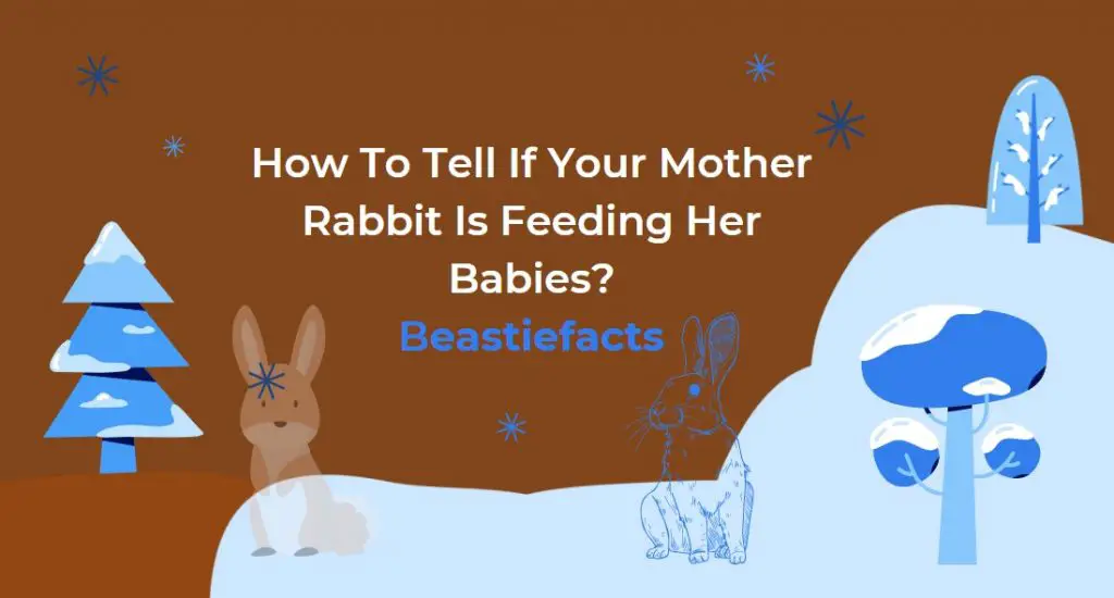 How To Tell If Your Mother Rabbit Is Feeding Her Babies?