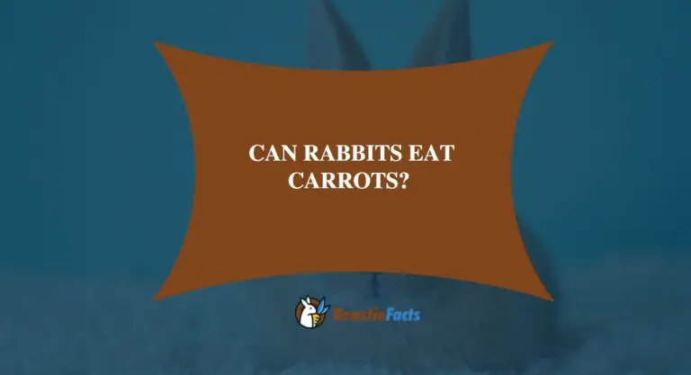Can Rabbits Eat Carrots?