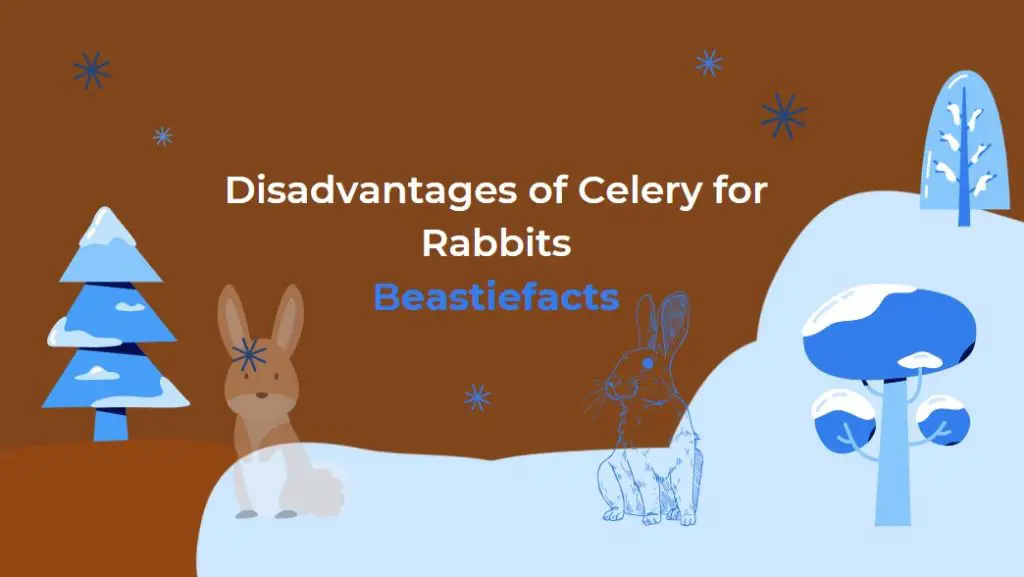 Disadvantages of Celery for Rabbits