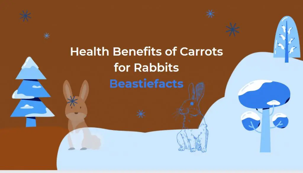 Health Benefits of Carrots for Rabbits
