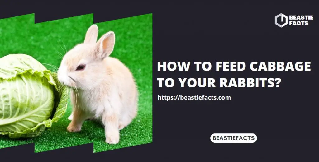 How to Feed Cabbage to Your Rabbits?