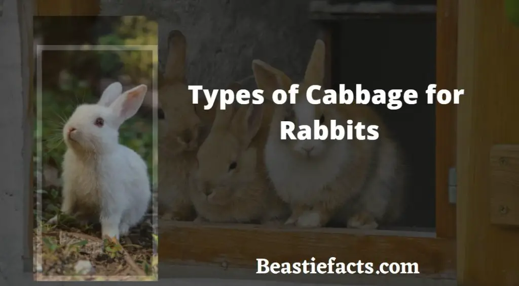 Types of Cabbage for Rabbits