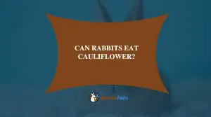 Can rabbits eat cauliflower?