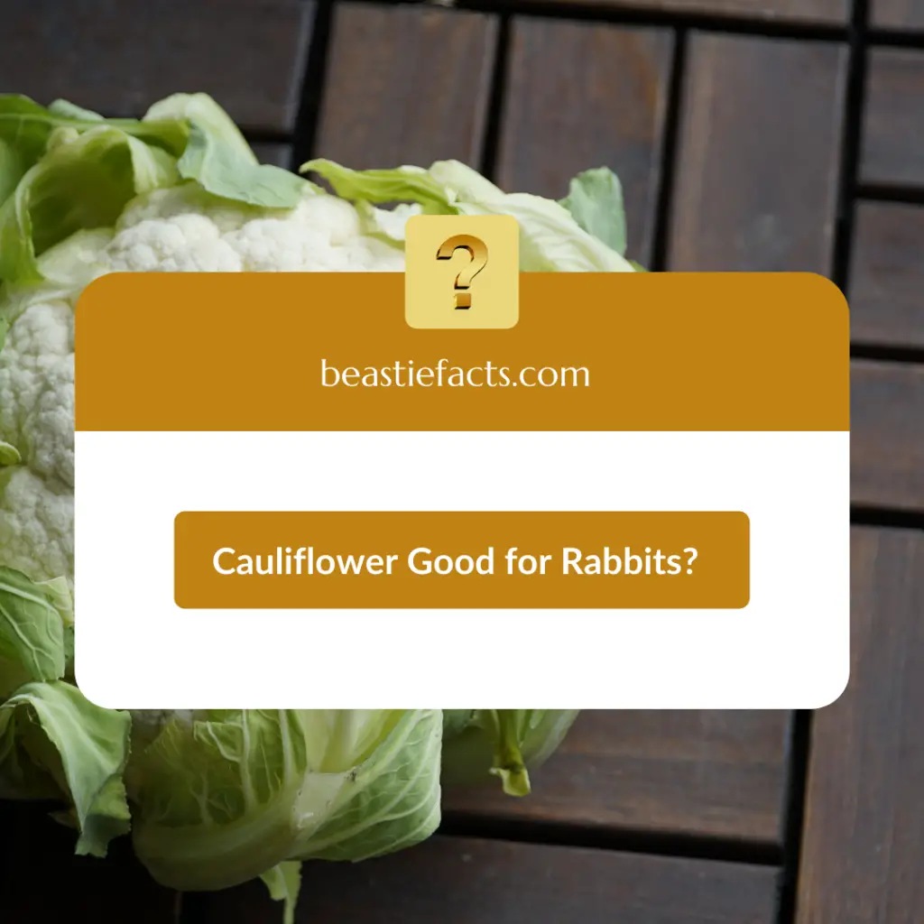 Is Cauliflower Good for Rabbits?