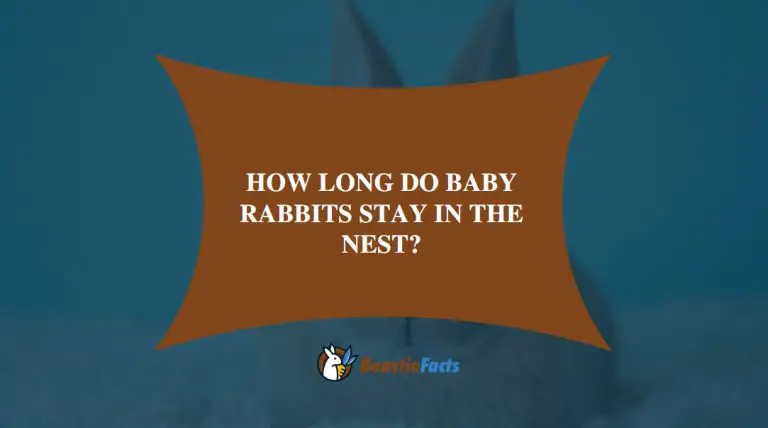 How Long Do Baby Rabbits Stay in The Nest