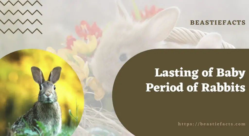 Lasting of Baby Period of Rabbits
