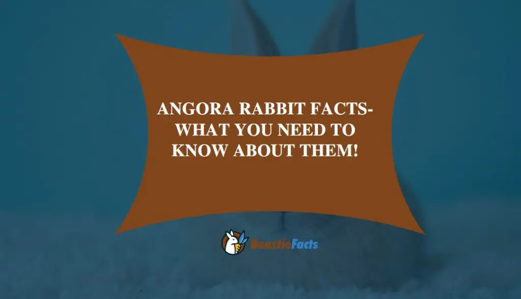 Angora Rabbit Facts