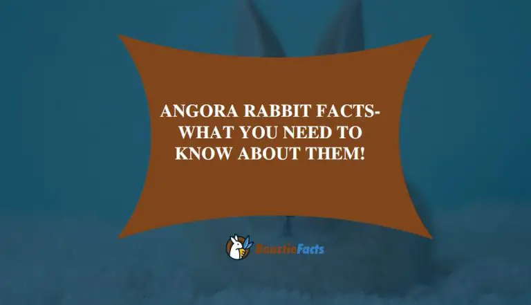 Angora Rabbit Facts- What You Need To Know About Them!