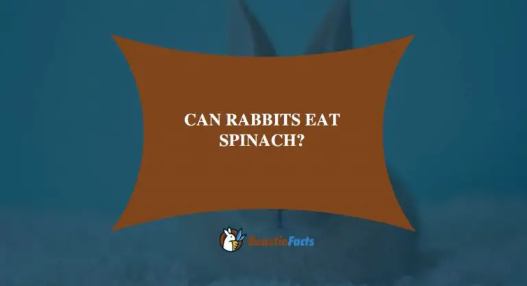 Can Rabbits Eat Spinach?