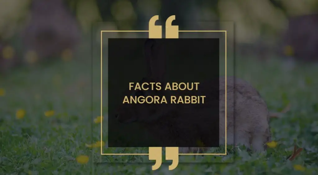 Facts About Angora Rabbit