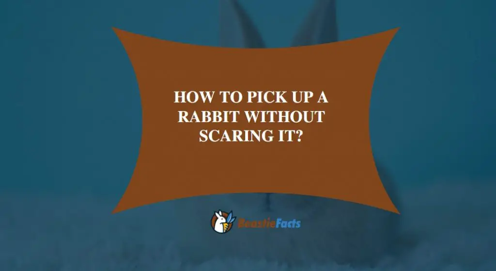 How To Pick Up A Rabbit Without Scaring It