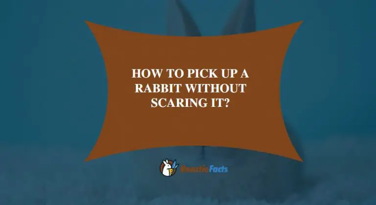How To Pick Up A Rabbit Without Scaring It?
