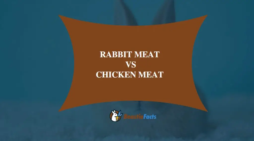 Rabbit Meat vs Chicken Meat