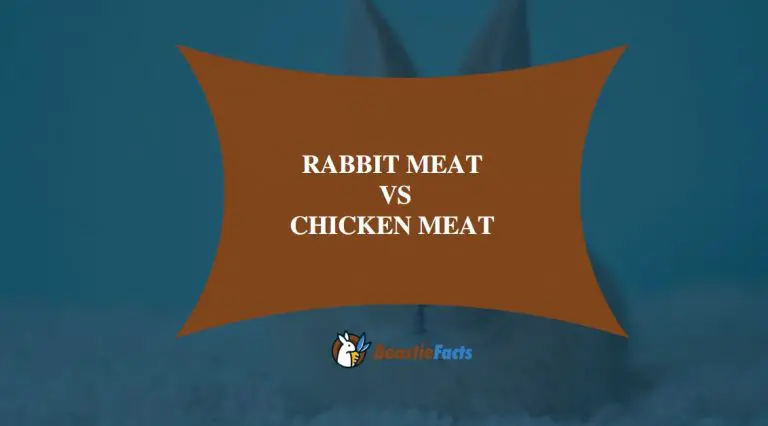 Rabbit Meat vs Chicken Meat-Which Is The Best?