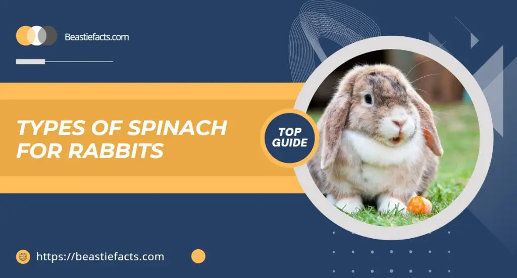 Types of Spinach for Rabbits