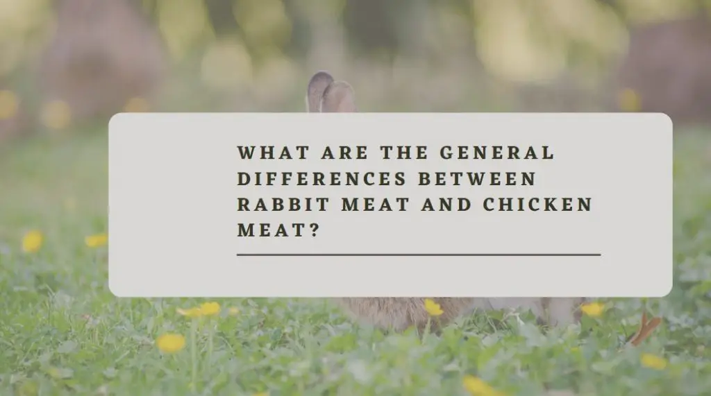 What Are The General Differences between Rabbit Meat And Chicken Meat?