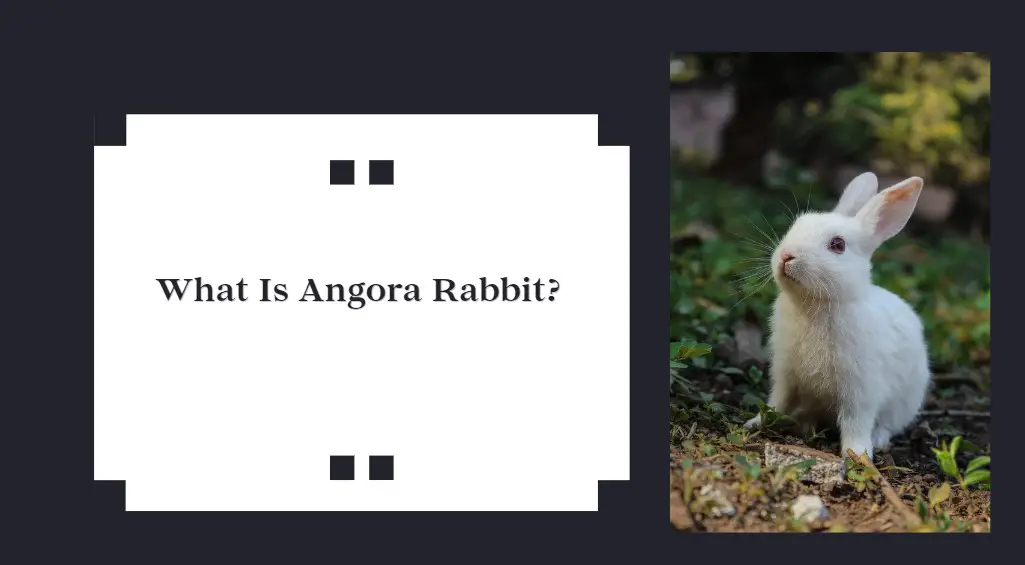 What Is Angora Rabbit?