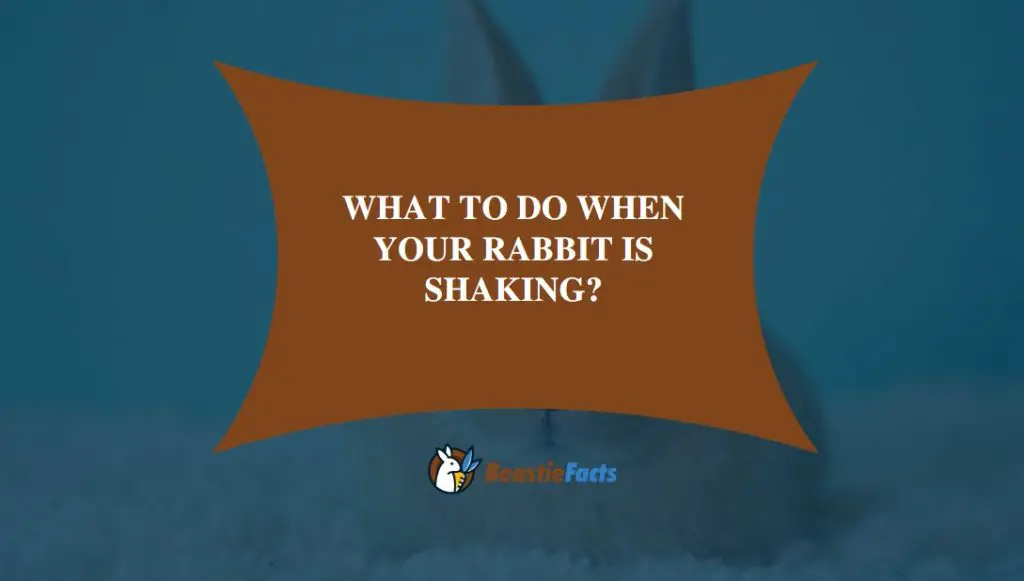 What To Do When Your Rabbit Is Shaking?