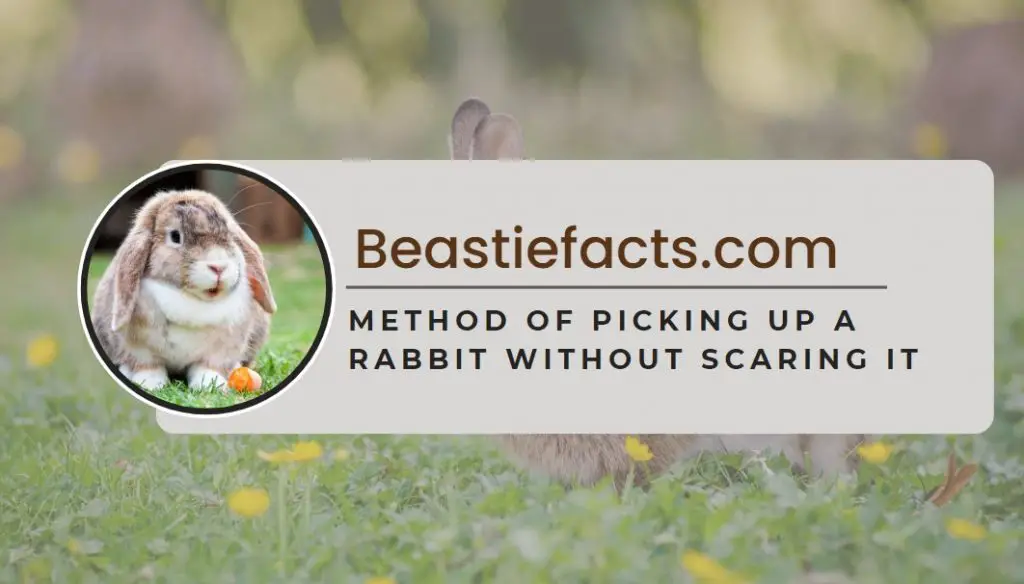 Method of Picking Up A Rabbit without Scaring It