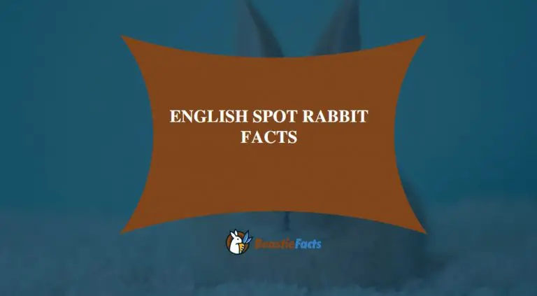 English Spot Rabbit Facts