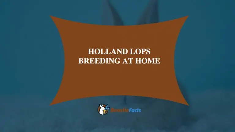 Holland Lops Breeding at Home