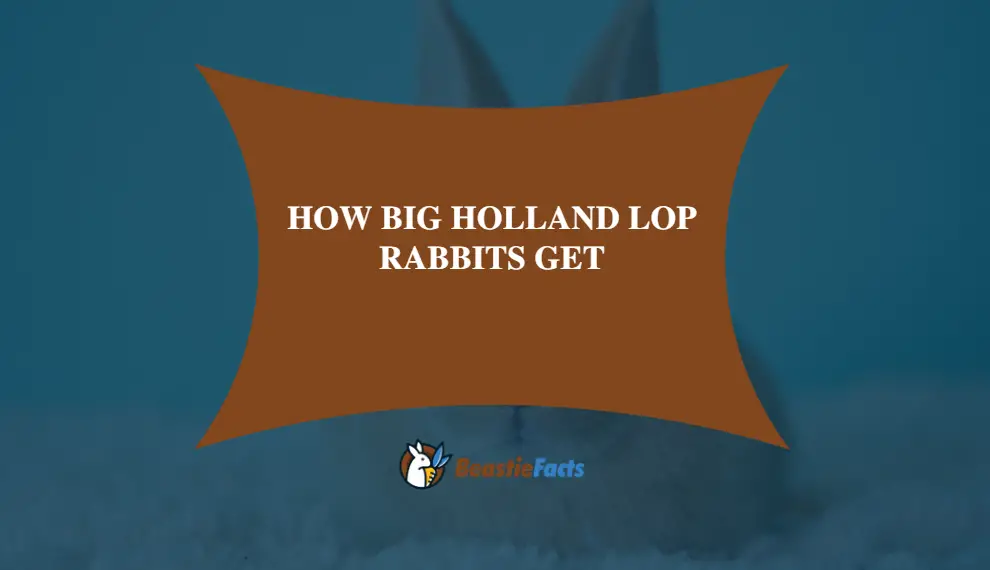 How Big Holland Lop Rabbits Get