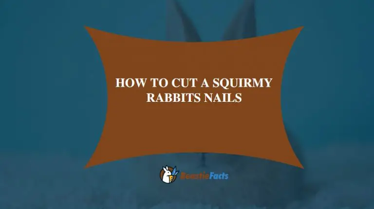How To Cut A Squirmy Rabbits Nails-8 key Techniques