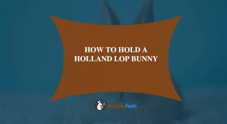 How To Hold a Holland Lop Bunny-Tips & Tricks