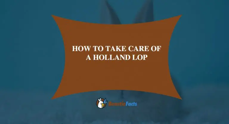 Easy Care Guide: How To Take Care of a Holland lop