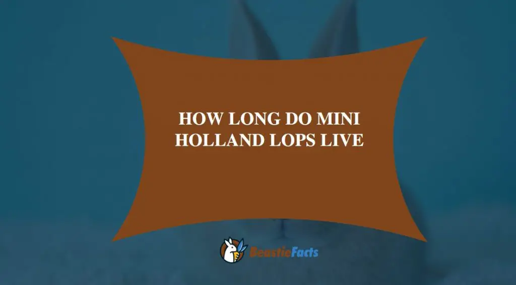 How long do Mini Holland lops live