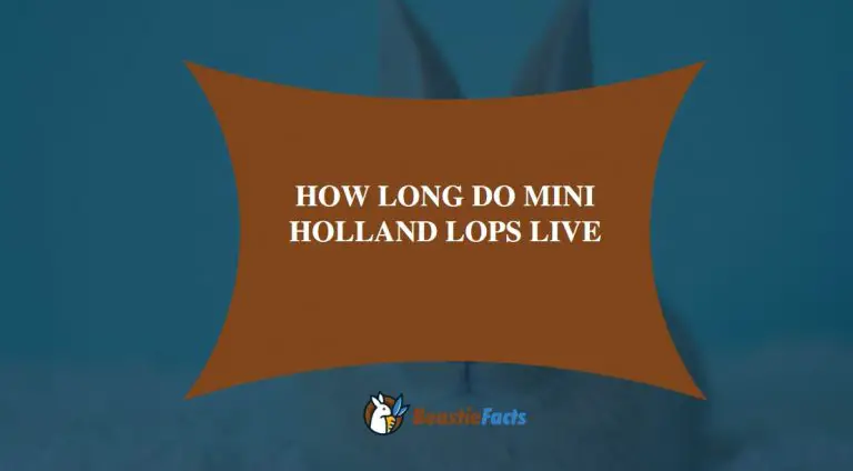 How long Do Mini Holland lops live: Things To Know