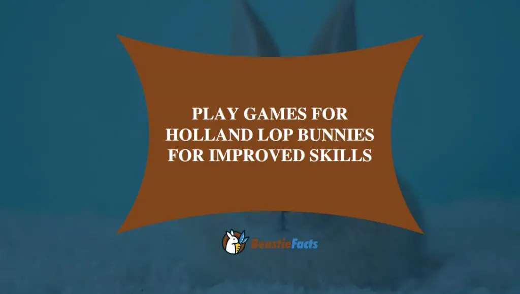 what do Holland lop bunnies like to play with