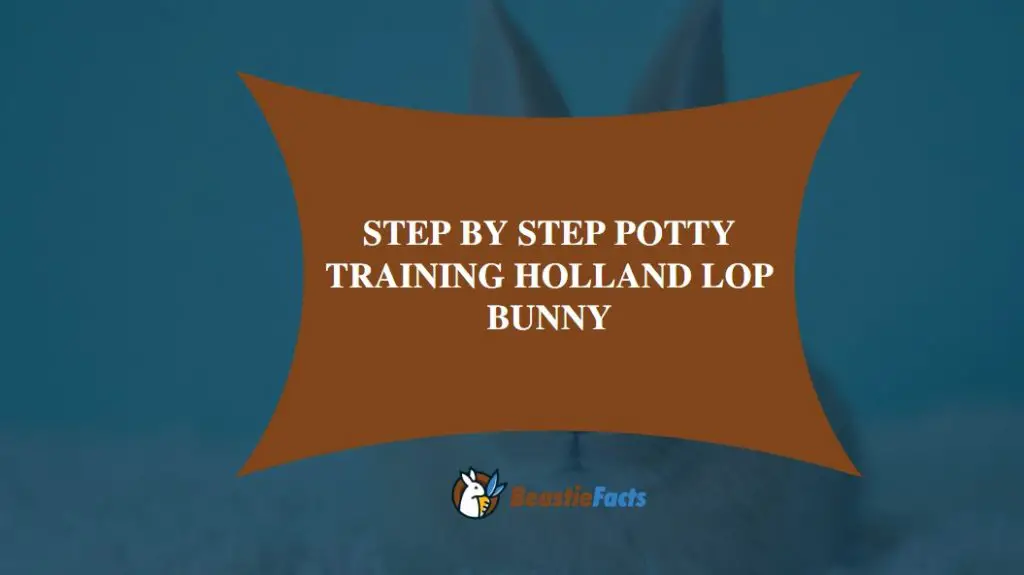 how to potty train a Holland Lop bunny