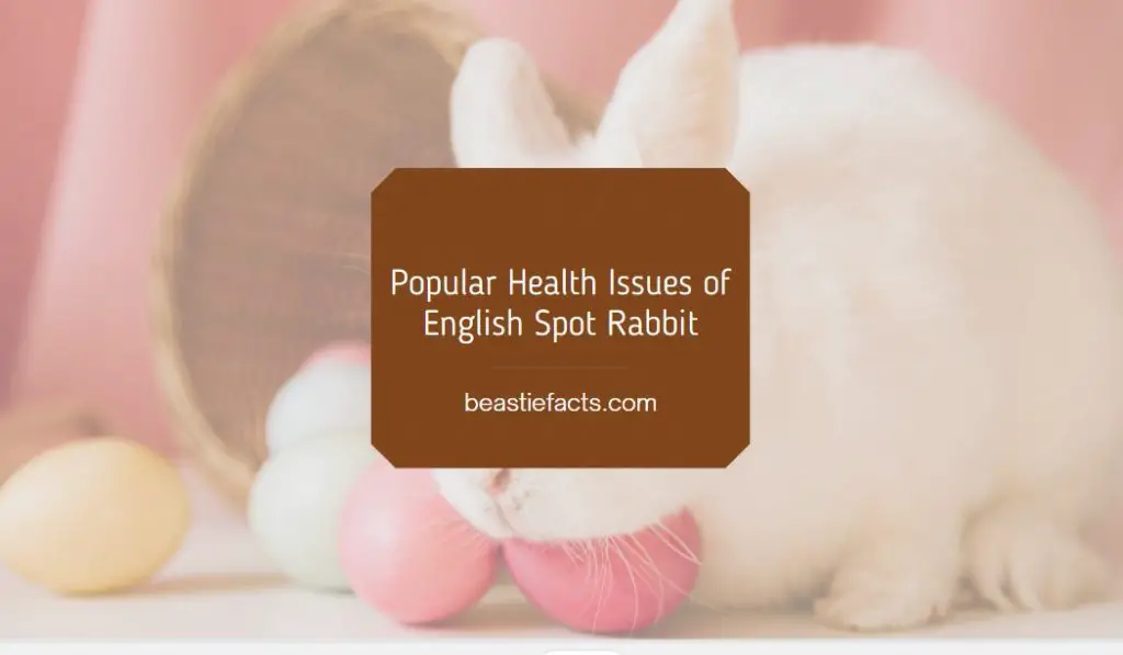 Popular Health Issues of English Spot Rabbit