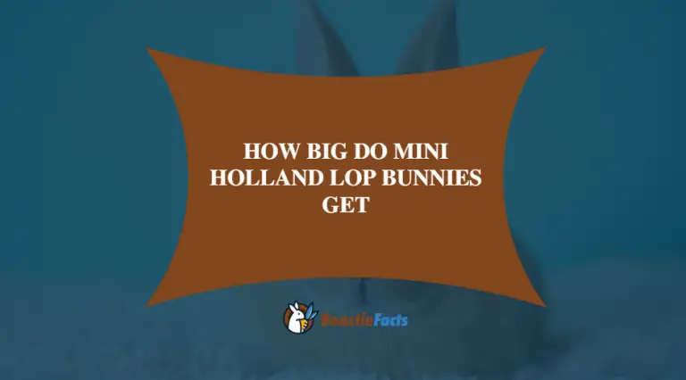 How Big do Mini Holland Lop Bunnies Get-Weight, Length, and Shape