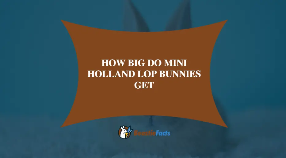 How Big do Mini Holland Lop Bunnies Get