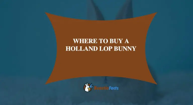 Best Places To Buy a Holland Lop Bunny 