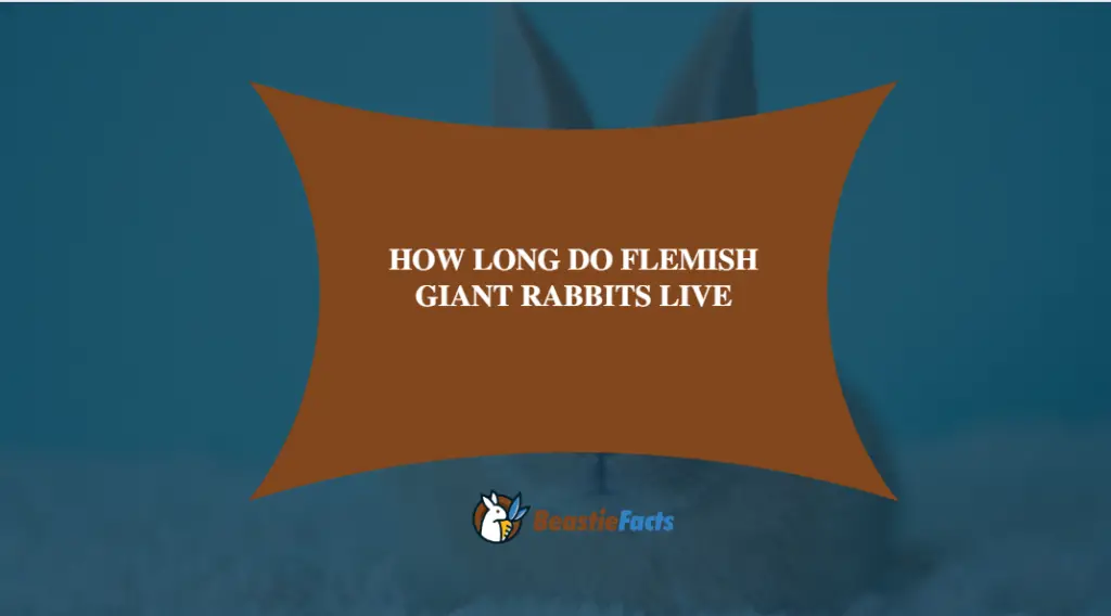 How Long Do Flemish Giant Rabbits Live