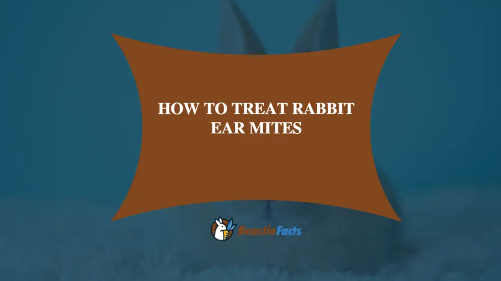 How To Treat Rabbit Ear Mites
