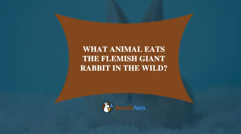 What Animal Eats The Flemish Giant Rabbit In The Wild?