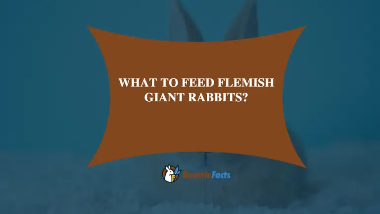 What To Feed Flemish Giant Rabbits?