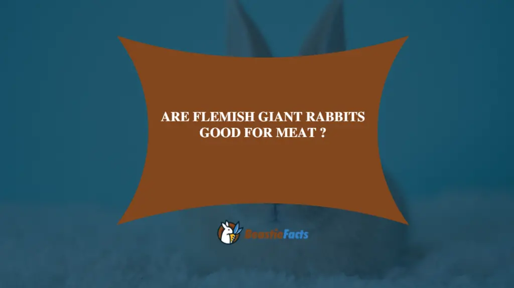 Are Flemish Giant Rabbits Good For Meat