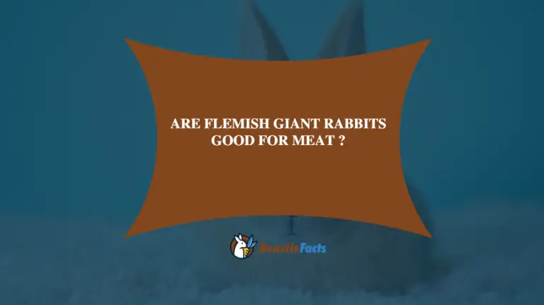 Are Flemish Giant Rabbits Good For Meat – Does It Hold Enough Nutrition?
